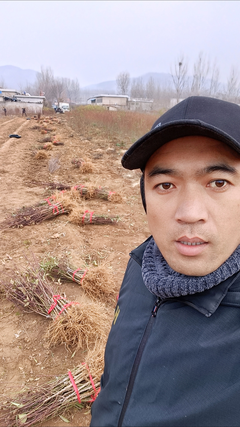 警惕！绿化苗木选购中的五大误区